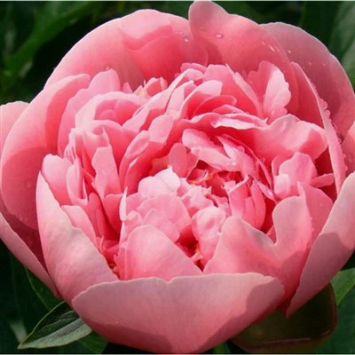 Europejskie sadzonki piwonii