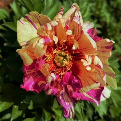 Sadzonki piwonii Ito